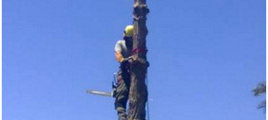 Trabajos de poda en altura